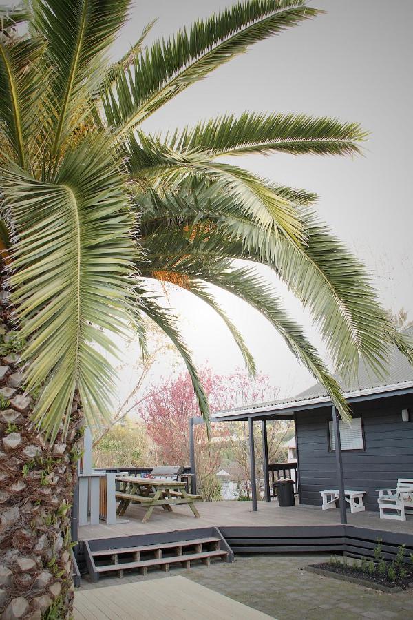 Hugo & Carters Backpackers & Motel Tauranga Extérieur photo Phoenix canariensis